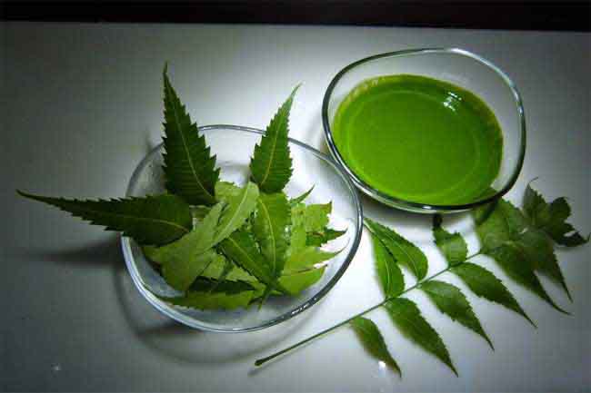 एंटीबैक्टीरियल गुणों वाला नीम
